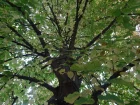 Tilleul  grandes feuilles, Tilleul de Hollande, Tilia platyphyllos