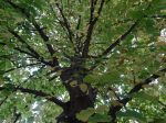 Tilleul à grandes feuilles, Tilleul de Hollande, Tilia platyphyllos