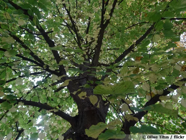 Tilleul à grandes feuilles, Tilleul de Hollande, Tilia platyphyllos