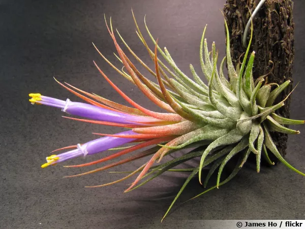 Tillandsie violette, Fille de l'air, Tillandsia ionantha