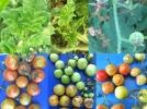 Un nouveau virus chez la tomate