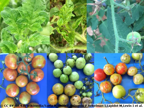 Virus des fruits bruns et rugueux de la tomate, de son petit nom ToBRFV