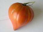 La tomate 'Coeur de Boeuf'
