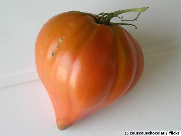 La véritable tomate Coeur de boeuf et sa forme caractéristique