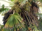 Comment polliniser un trachycarpus pour obtenir des graines?