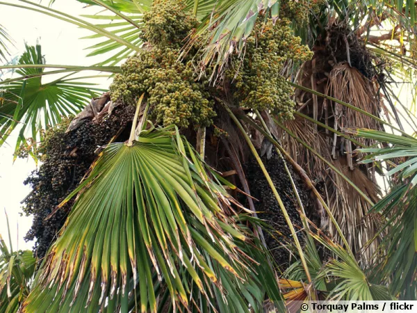 Graines du Trachycarpus