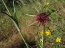 Salsifis cultiv, Salsifis  feuilles de poireau, Salsifis blanc, Tragopogon porrifolius