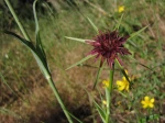 Salsifis cultiv�, Salsifis � feuilles de poireau, Salsifis blanc, Tragopogon porrifolius