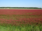 Trfle incarnat, Trifolium incarnatum
