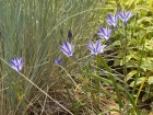Brodiaa, Triteleia laxa
