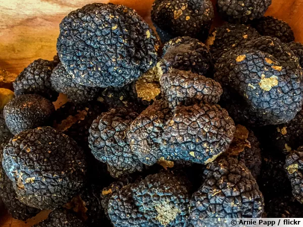 Truffes rcoltes en Croatie