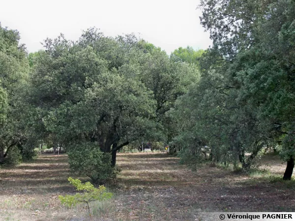 Une truffire et ses arbres truffiers dans le Vaucluse