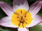 Tulipe Lilac Wonder, Tulipa bakeri 'Lilac Wonder'