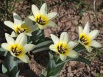 Tulipe de Foster Concerto, Tulipa fosteriana 'Concerto'