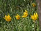 Tulipe des bois, Tulipe sauvage, Tulipa sylvestris
