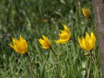 Tulipe des bois, Tulipe sauvage, Tulipa sylvestris