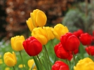 Comment choisir les tulipes?