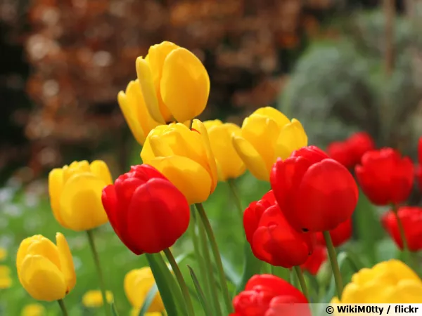 Un jardin de tulipes pour bien dmarrer le printemps