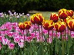 Tulipes de jardins ou botaniques ?