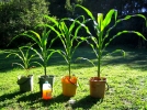 L'urine au jardin