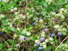 Myrtille d'Amrique, Myrtillier  corymbes, Corymbelle, Vaccinium corymbosum