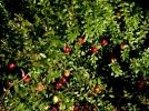 Canneberge � gros fruits, Airelle � gros fruits, Cranberry, Vaccinium macrocarpon