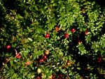 Canneberge à gros fruits, Airelle à gros fruits, Cranberry, Vaccinium macrocarpon