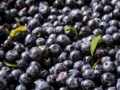 Les bienfaits de la myrtille