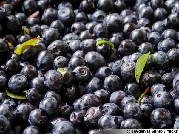 Rcolte de myrtilles (Vaccinium myrtillus)