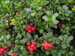 Airelle rouge, Canneberge ponctuée, Myrtille rouge, Vaccinium vitis-idaea