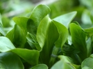 Quels lgumes pour un potager  l'ombre?