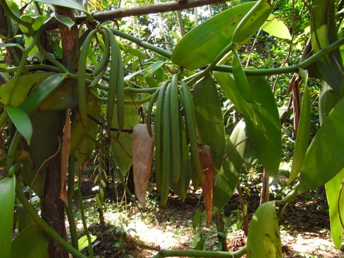Quelle est la meilleure saison pour planter de la vanille de Madagascar ? -  Vanille de Madagascar