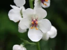 Molne blattaire, Herbes aux mites, Bouillon mitier, Verbascum blattaria