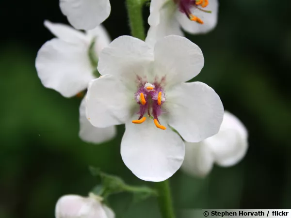 Molène blattaire, Herbes aux mites, Bouillon mitier, Verbascum blattaria forme blanche