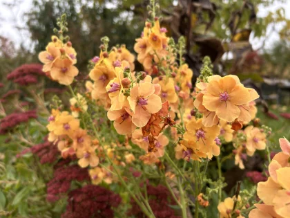Mol�ne 'Clementine' (Verbascum x) : une vivace ornementale aux hauts �pis cuivr�s