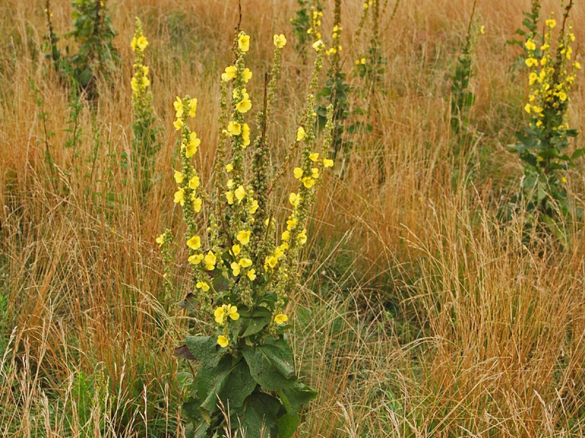 Fleurs De Molène Séchées 85g - Verbascum Thapsus - Herbe Respiratoire Naturelle - AgoraMarket