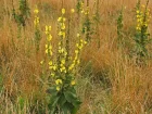 Bouillon blanc, Molne thapsus, Verbascum thapsus