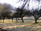 Que faire au verger en hiver ?