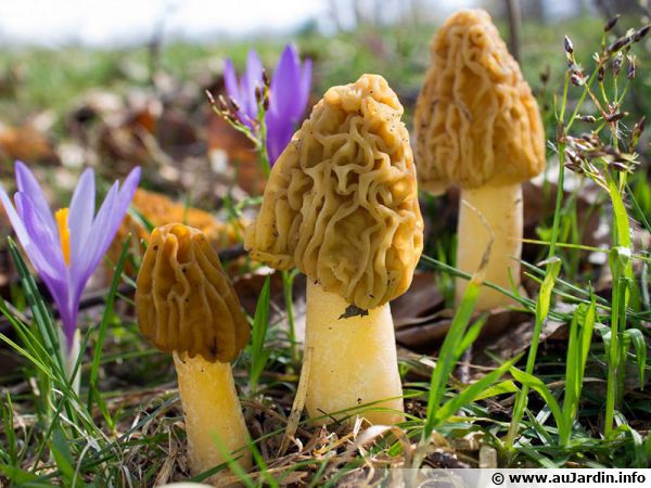 Verpe de Bohême, Verpe ridée, Verpa bohemica