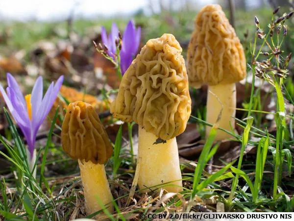 Verpe de Bohême, Verpe ridée, Verpa bohemica