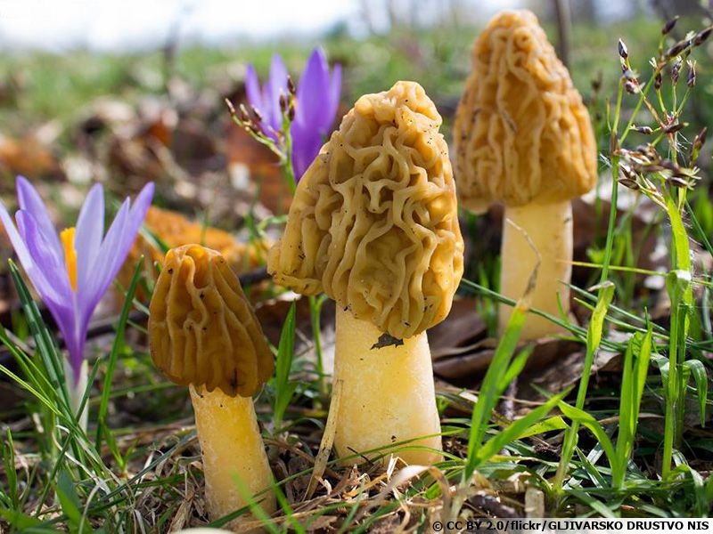 Verpe de Bohême, Verpe ridée, Verpa bohemica