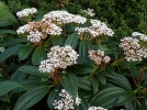 Viorne de David, Viburnum davidii
