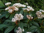 Viorne de David, Viburnum davidii