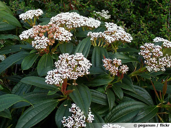 Viorne de David, Viburnum davidii