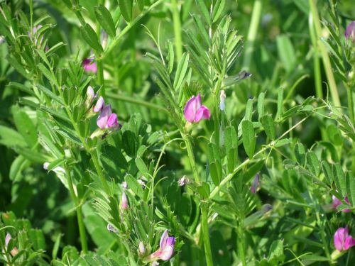 vicia sativa 500x375