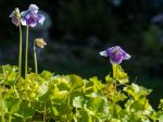 Violette de Tasmanie, Viola banksii