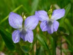 Violette des chiens, Viola canina Violette des chiens, Viola canina