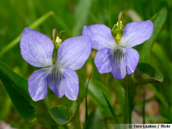 Violette des chiens, Viola canina