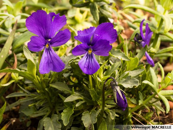 Pensée sauvage, Pensée tricolore, Viola tricolor : planter, cultiver,  multiplier