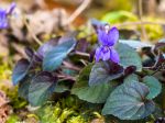 Violette du Labrador, Viola labradorica, Viola riviniana purpurea